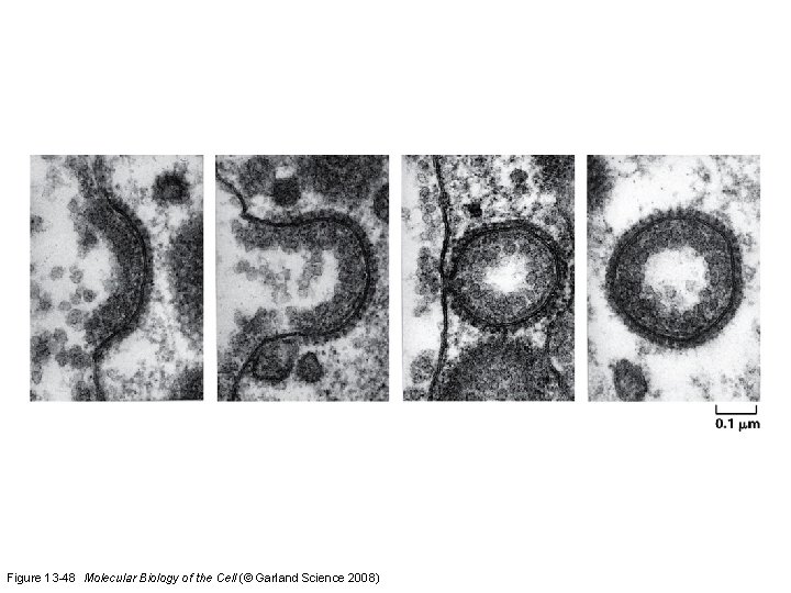Figure 13 -48 Molecular Biology of the Cell (© Garland Science 2008) 