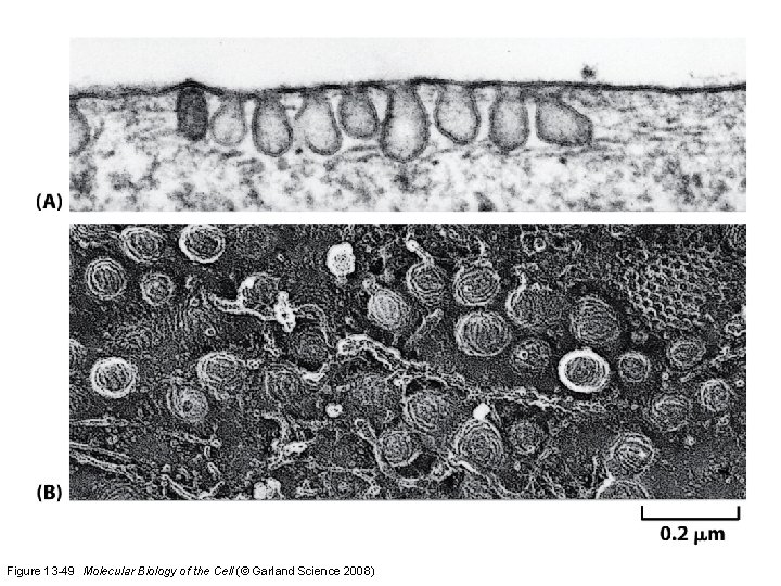 Figure 13 -49 Molecular Biology of the Cell (© Garland Science 2008) 