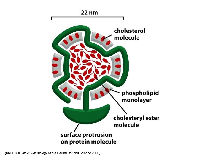 Figure 13 -50 Molecular Biology of the Cell (© Garland Science 2008) 
