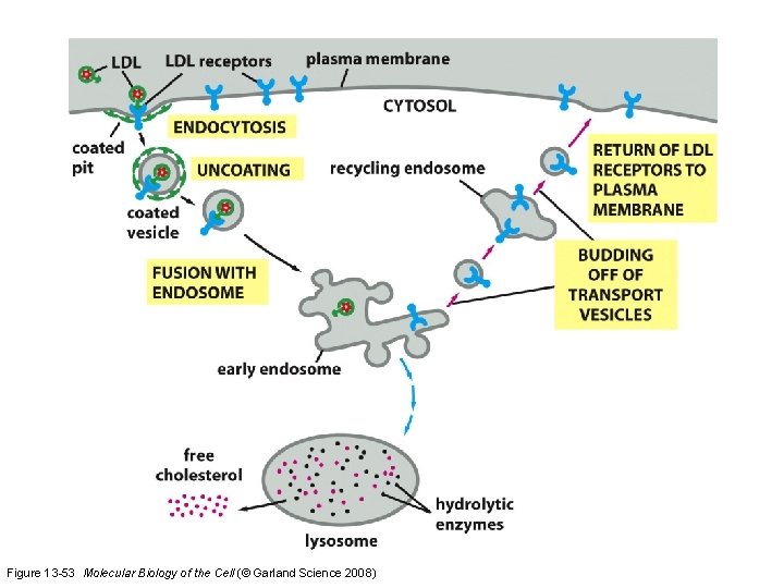 Figure 13 -53 Molecular Biology of the Cell (© Garland Science 2008) 