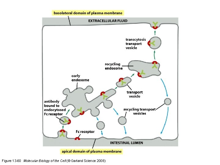 Figure 13 -60 Molecular Biology of the Cell (© Garland Science 2008) 