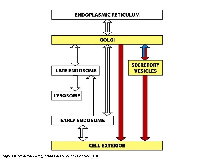 Page 799 Molecular Biology of the Cell (© Garland Science 2008) 