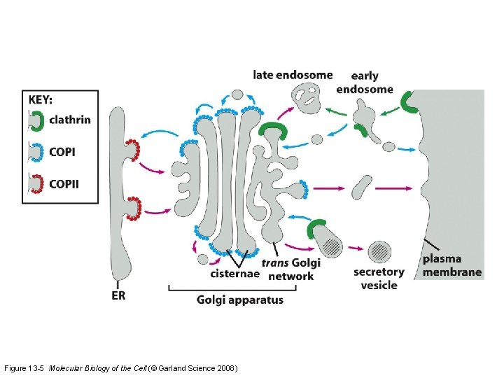 Figure 13 -5 Molecular Biology of the Cell (© Garland Science 2008) 