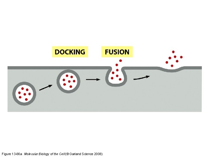 Figure 13 -66 a Molecular Biology of the Cell (© Garland Science 2008) 