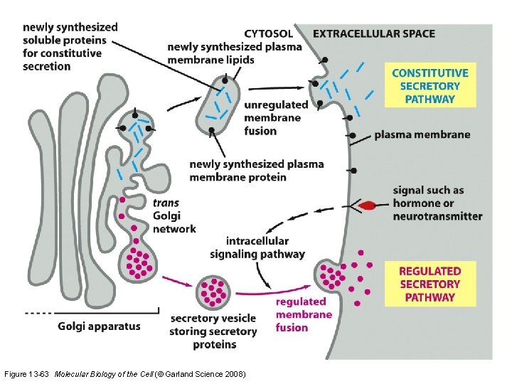 Figure 13 -63 Molecular Biology of the Cell (© Garland Science 2008) 