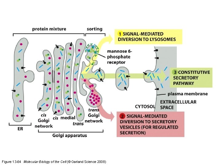 Figure 13 -64 Molecular Biology of the Cell (© Garland Science 2008) 