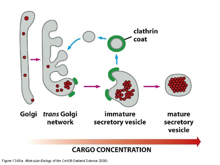 Figure 13 -65 a Molecular Biology of the Cell (© Garland Science 2008) 