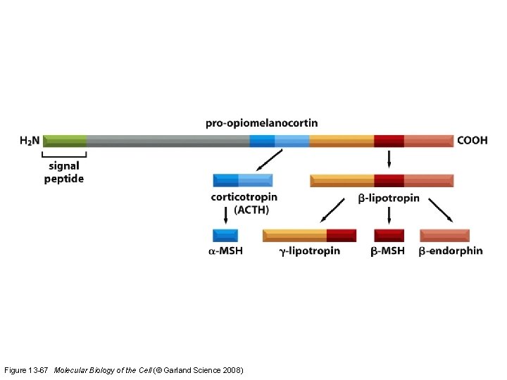 Figure 13 -67 Molecular Biology of the Cell (© Garland Science 2008) 