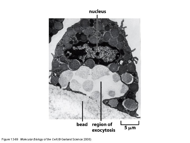 Figure 13 -69 Molecular Biology of the Cell (© Garland Science 2008) 
