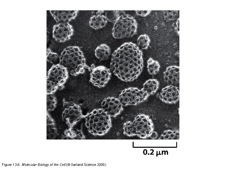 Figure 13 -6 Molecular Biology of the Cell (© Garland Science 2008) 