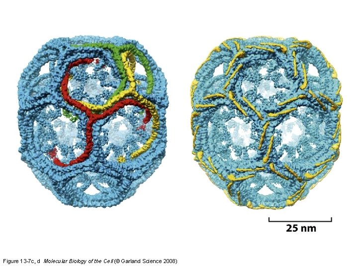 Figure 13 -7 c, d Molecular Biology of the Cell (© Garland Science 2008)