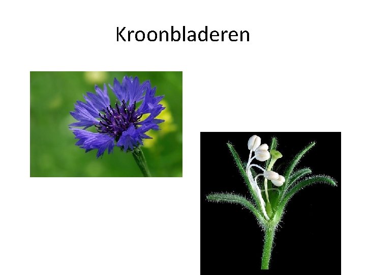 Kroonbladeren 