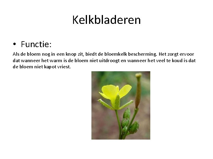 Kelkbladeren • Functie: Als de bloem nog in een knop zit, biedt de bloemkelk