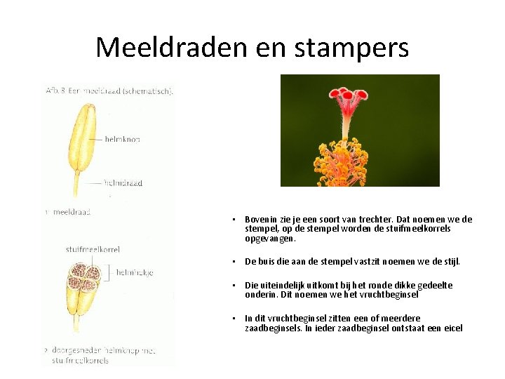 Meeldraden en stampers • Bovenin zie je een soort van trechter. Dat noemen we