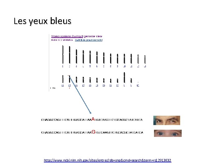 Les yeux bleus http: //www. ncbi. nlm. nih. gov/sites/entrez? db=snp&cmd=search&term=rs 12913832 