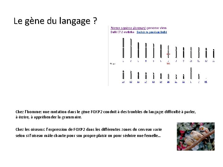 Le gène du langage ? Chez l’homme: une mutation dans le gène FOXP 2