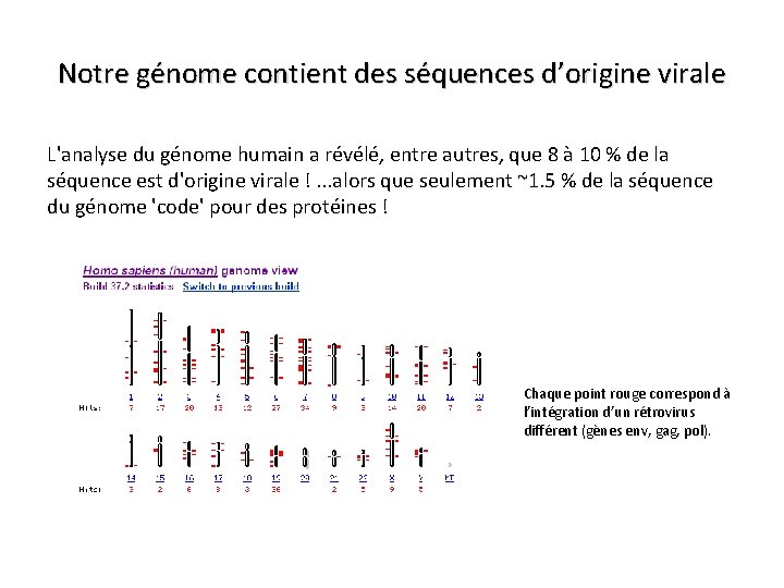 Notre génome contient des séquences d’origine virale L'analyse du génome humain a révélé, entre