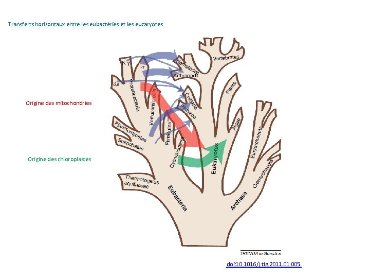 Transferts horizontaux entre les eubactéries et les eucaryotes Origine des mitochondries Origine des chloroplastes
