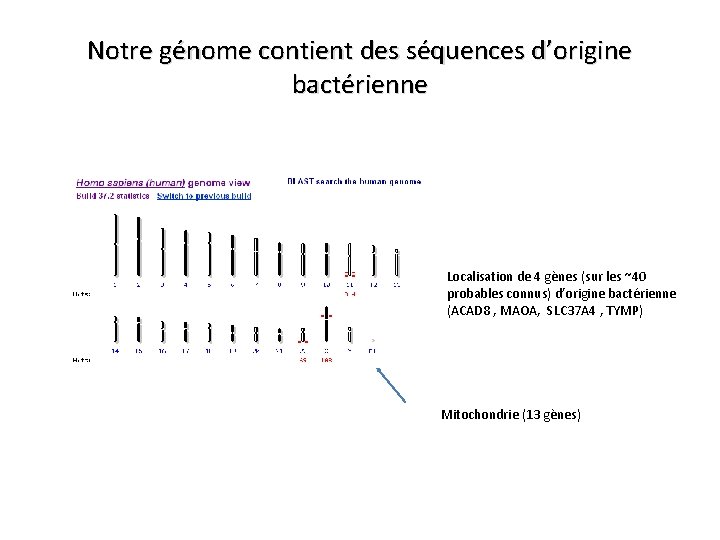 Notre génome contient des séquences d’origine bactérienne Localisation de 4 gènes (sur les ~40