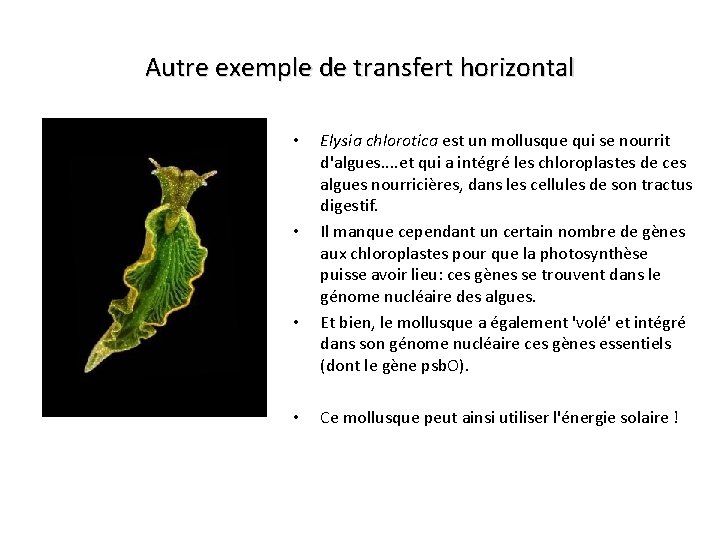 Autre exemple de transfert horizontal • • Elysia chlorotica est un mollusque qui se