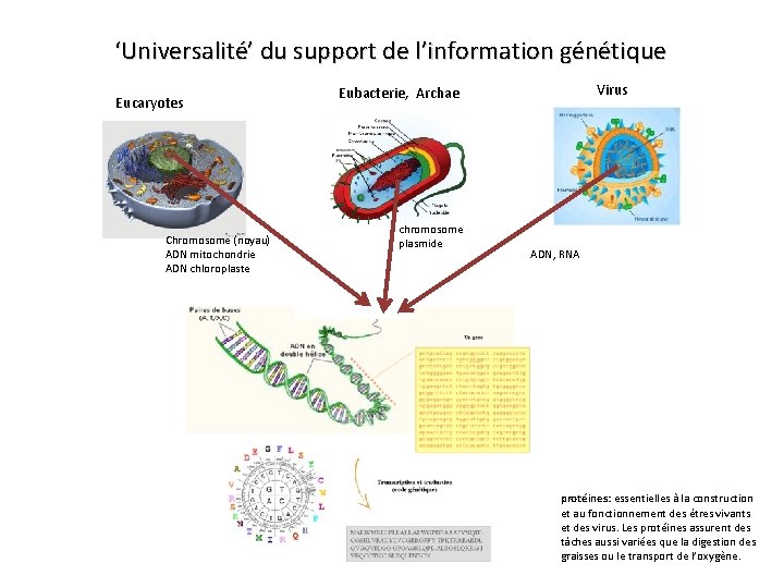 ‘Universalité’ du support de l’information génétique Eucaryotes Chromosome (noyau) ADN mitochondrie ADN chloroplaste Virus