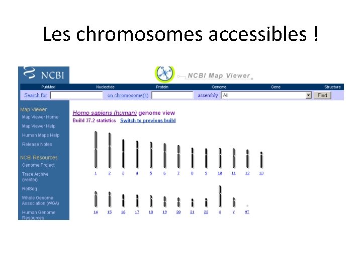 Les chromosomes accessibles ! 