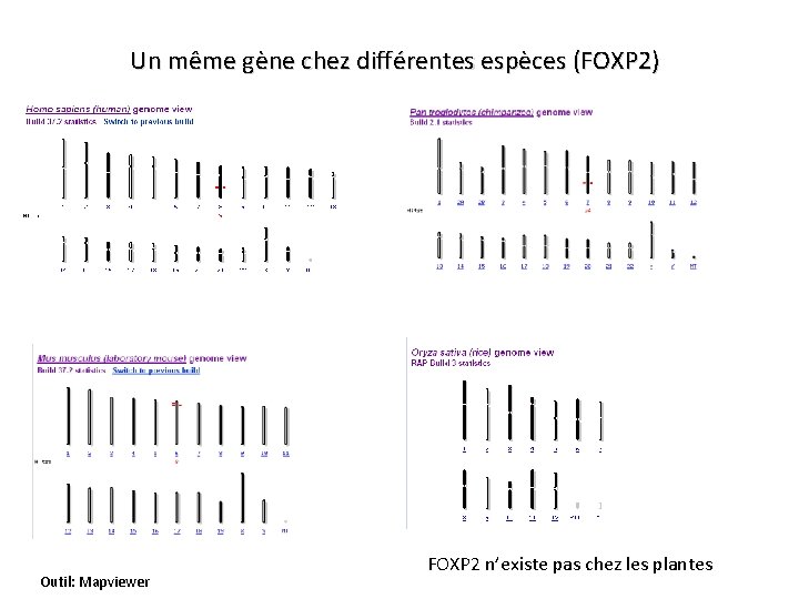 Un même gène chez différentes espèces (FOXP 2) Outil: Mapviewer FOXP 2 n’existe pas