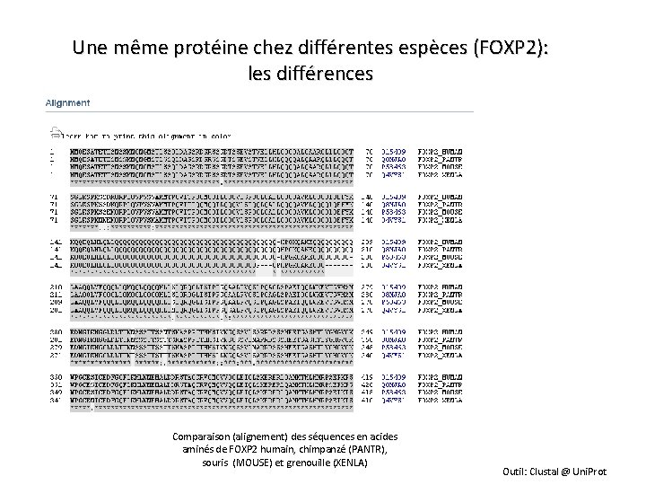 Une même protéine chez différentes espèces (FOXP 2): les différences Comparaison (alignement) des séquences