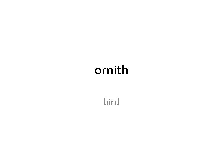 ornith bird 