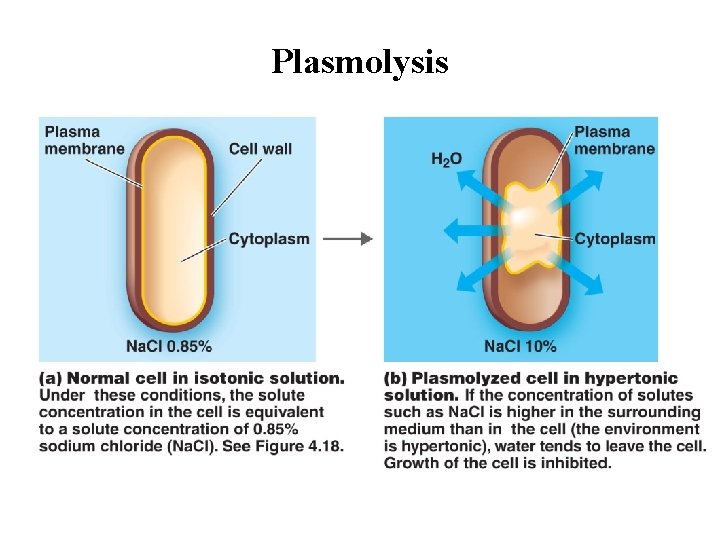 Plasmolysis 