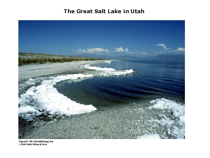 The Great Salt Lake in Utah 