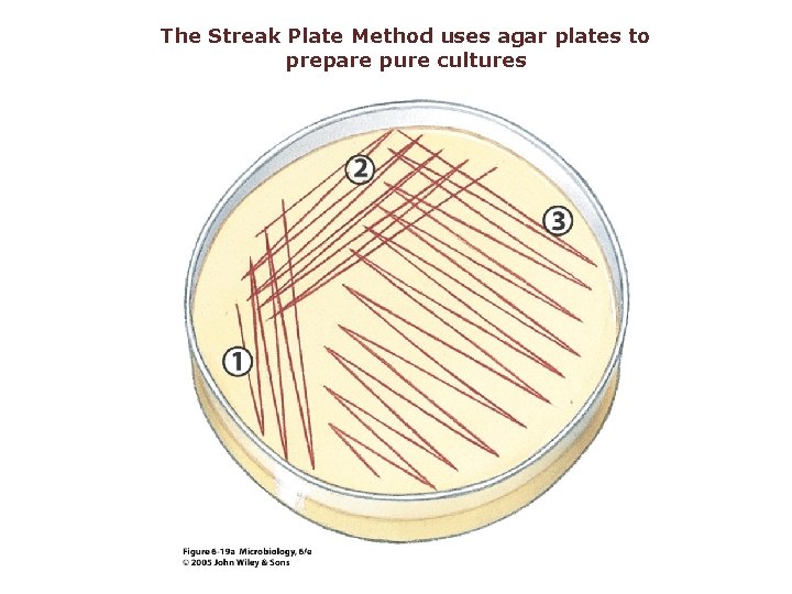 The Streak Plate Method uses agar plates to prepare pure cultures 