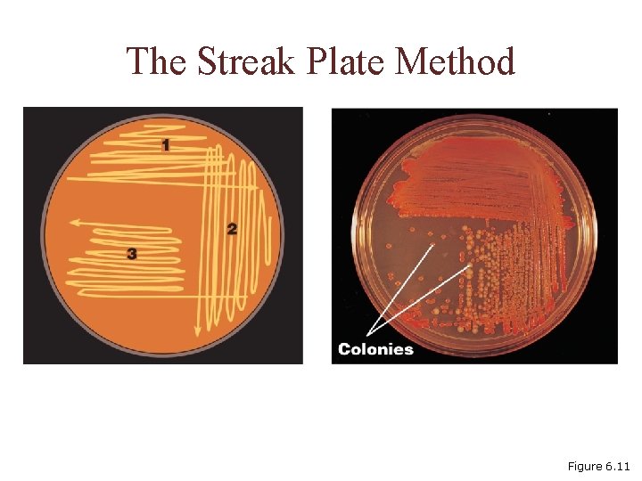 The Streak Plate Method Figure 6. 11 