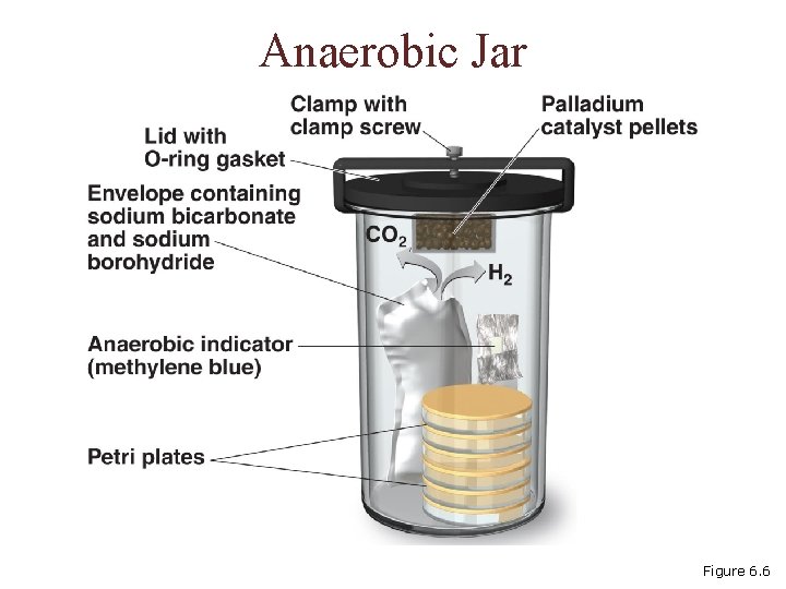 Anaerobic Jar Figure 6. 6 