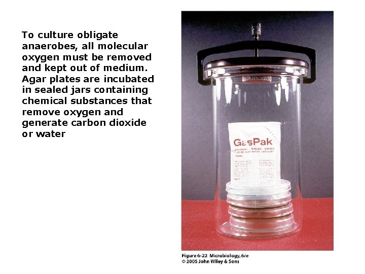 To culture obligate anaerobes, all molecular oxygen must be removed and kept out of