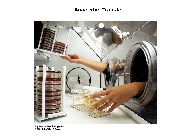 Anaerobic Transfer 