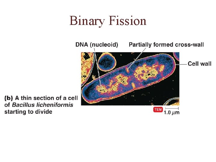 Binary Fission 