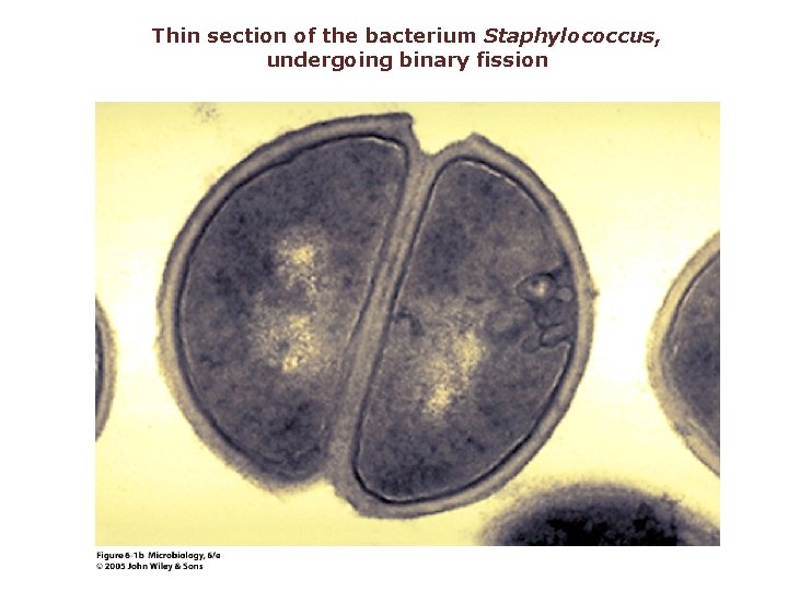 Thin section of the bacterium Staphylococcus, undergoing binary fission 