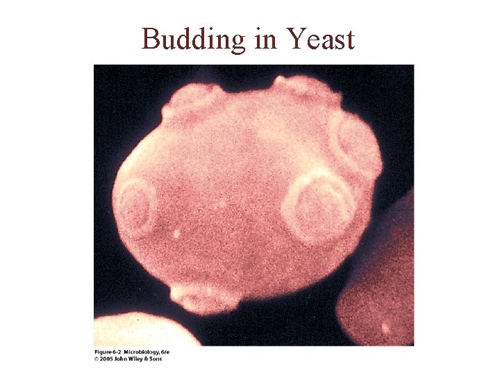 Budding in Yeast 