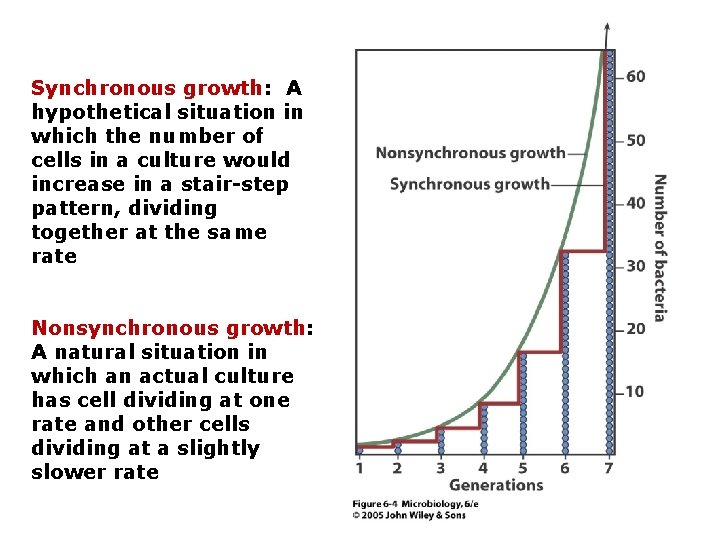 Synchronous growth: A hypothetical situation in which the number of cells in a culture