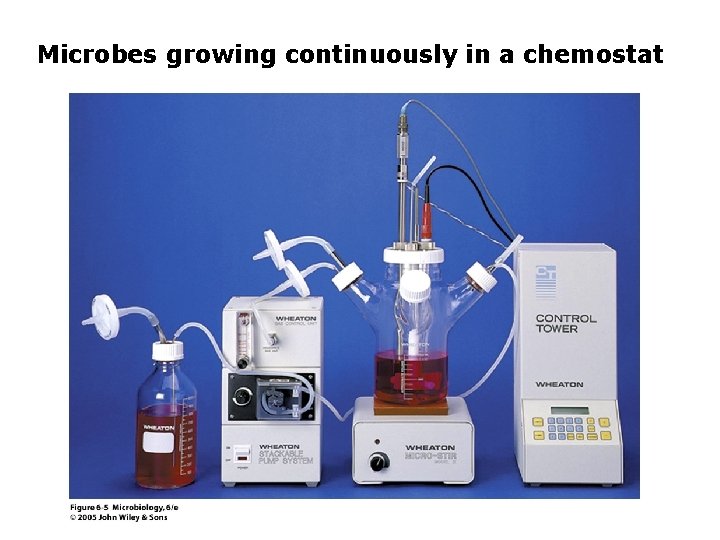 Microbes growing continuously in a chemostat 