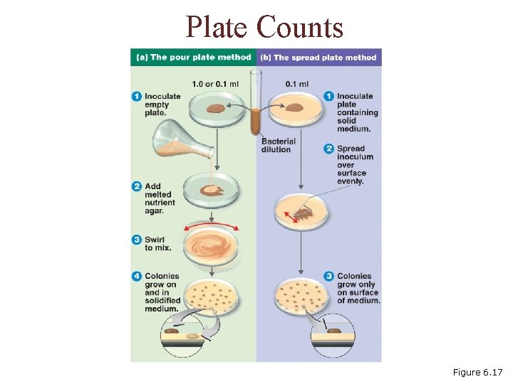 Plate Counts Figure 6. 17 