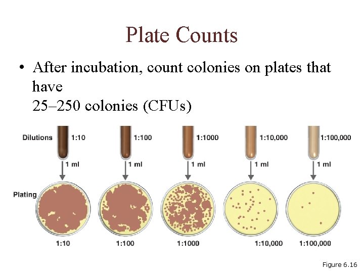 Plate Counts • After incubation, count colonies on plates that have 25– 250 colonies
