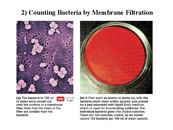 2) Counting Bacteria by Membrane Filtration 