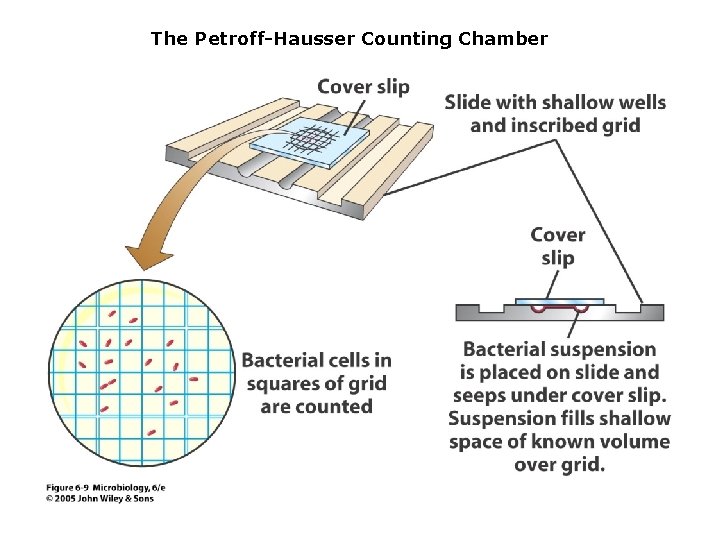 The Petroff-Hausser Counting Chamber 