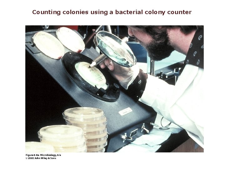 Counting colonies using a bacterial colony counter 