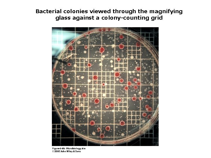 Bacterial colonies viewed through the magnifying glass against a colony-counting grid 