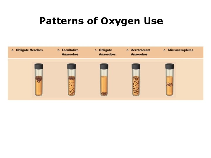 Patterns of Oxygen Use 