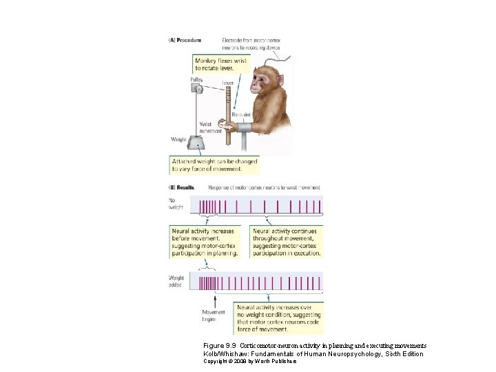 Figure 9. 9 Corticomotor-neuron activity in planning and executing movements Kolb/Whishaw: Fundamentals of Human