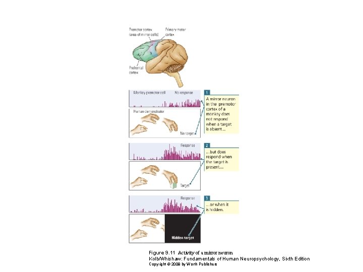 Figure 9. 11 Activity of a mirror neuron Kolb/Whishaw: Fundamentals of Human Neuropsychology, Sixth